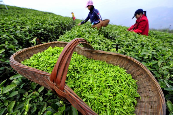Как контролируют качество чая в Китае